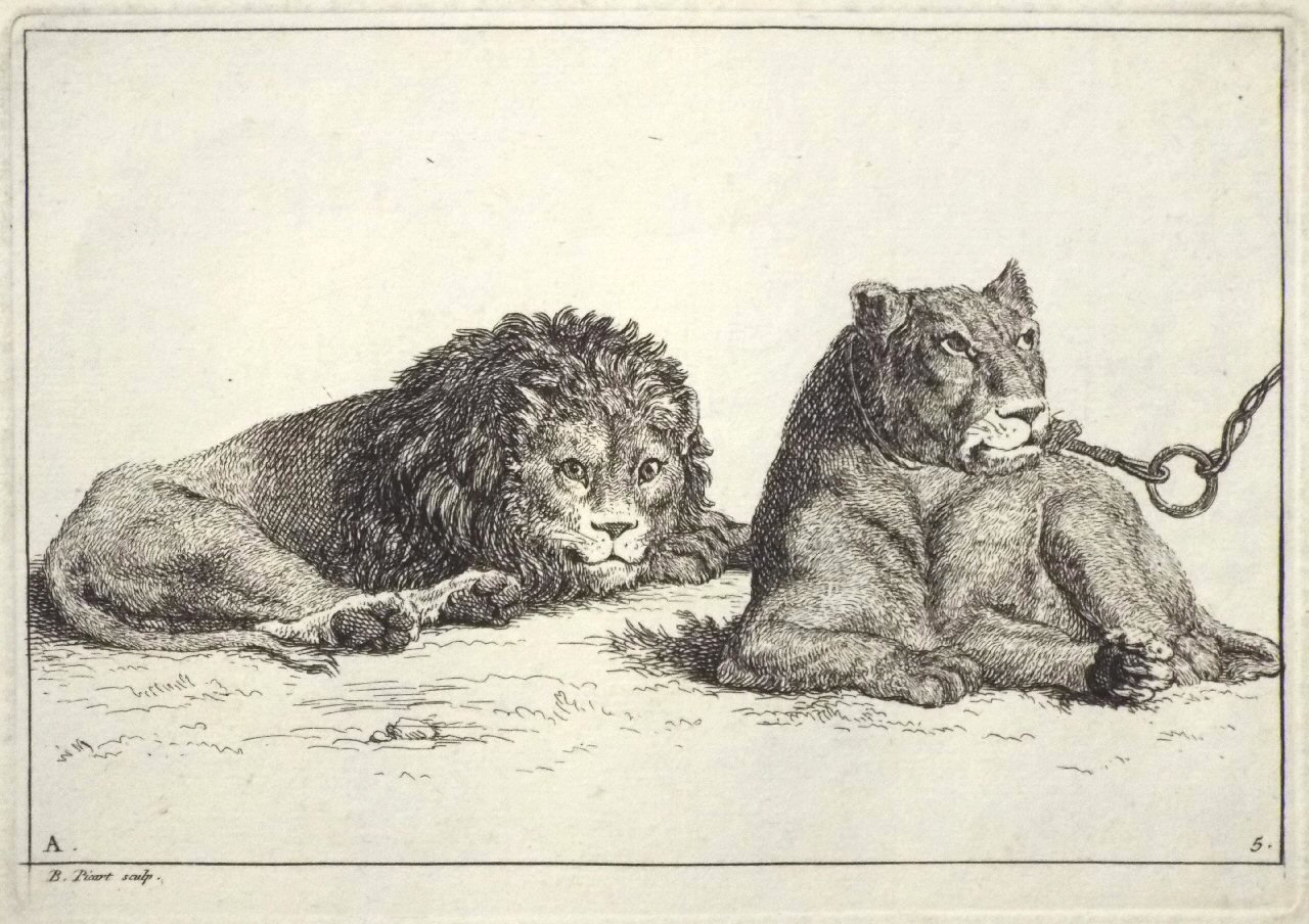 Etching - A. 5. Lion and lioness - Picart
